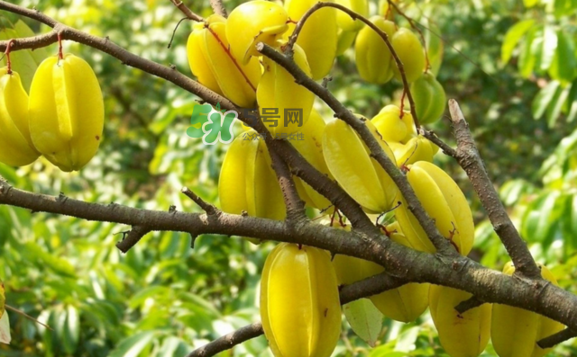 楊桃是什么季節(jié)的水果？楊桃怎么吃營(yíng)養(yǎng)價(jià)值最高？