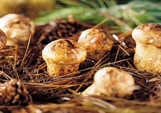 松茸是哪里的特產(chǎn)？松茸是不是越大越好