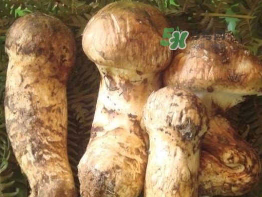 松茸新鮮好還是干貨好？松露和松茸的區(qū)別