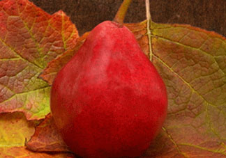 紅啤梨什么時候成熟？紅啤梨產(chǎn)地在哪？