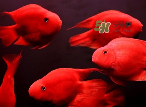 錦鯉有什么寓意？錦鯉代表什么意思