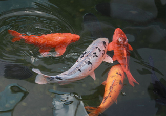 錦鯉養(yǎng)幾條好？錦鯉養(yǎng)幾條最招財(cái)