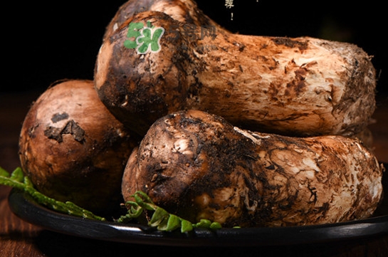 松茸可以人工種植嗎？松茸能人工種植嗎