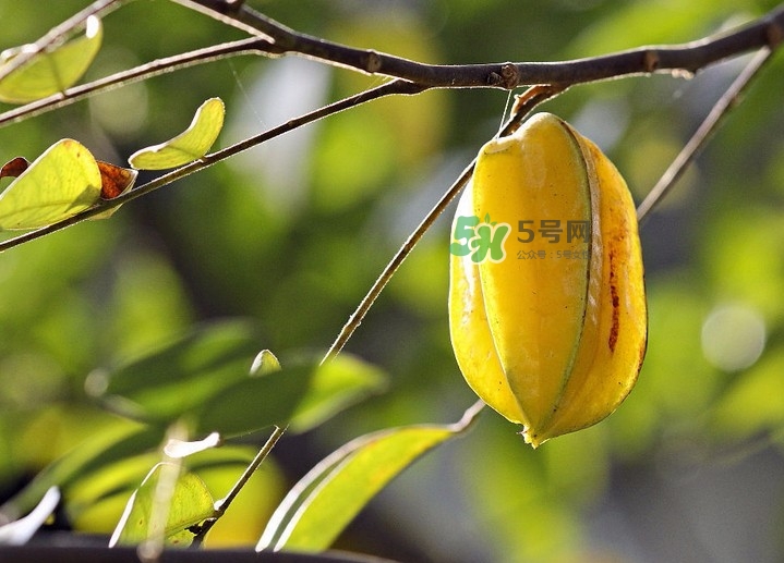 楊桃可以直接吃嗎？楊桃可以生吃嗎？