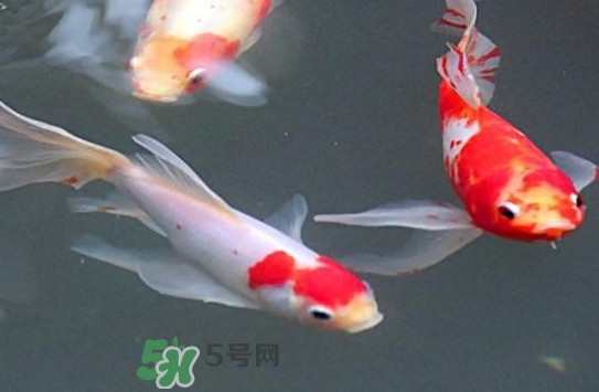 錦鯉多少錢(qián)一條？錦鯉怎么養(yǎng)不容易死