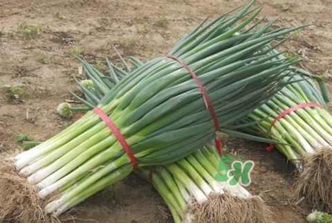 大蔥不能和什么一起吃？大蔥什么人不能吃