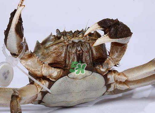 紅印蟹是什么_紅印蟹哪里買_紅印蟹什么時(shí)候上市