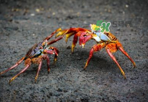 紅印蟹怎么回事？紅印蟹有什么不同？