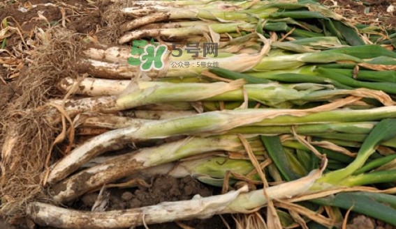 大蔥有青蟲怎么去除？大蔥有白斑是什么原因