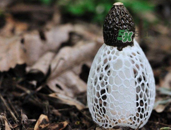 竹笙多少錢一斤 竹蓀多少錢一斤 竹笙多少錢一斤 竹蓀多少錢一斤