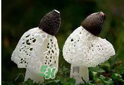 竹蓀怎么泡發(fā)？竹蓀怎么吃