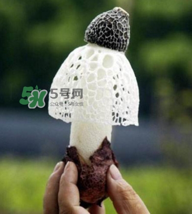 新鮮竹蓀怎么保存？干竹蓀怎么保存