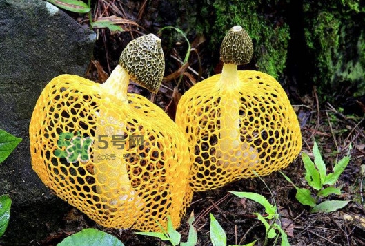 新鮮竹蓀怎么清洗？新鮮竹蓀怎么處理