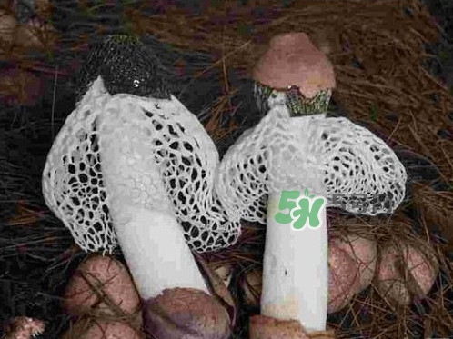 竹蓀怎么讀？竹蓀怎么做好吃