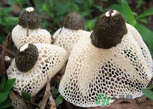 竹蓀是什么？竹蓀蛋是什么東西？