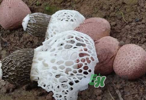 竹蓀是什么？竹蓀蛋是什么東西？