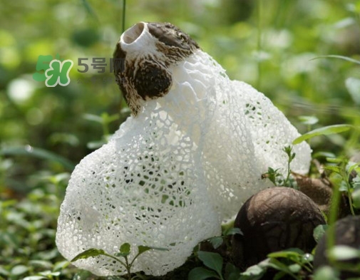 竹蓀適合哪些人吃？竹蓀什么人不能吃