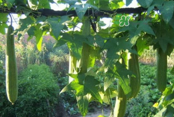 絲瓜水怎么提取？絲瓜水和黃瓜水哪個(gè)更好？