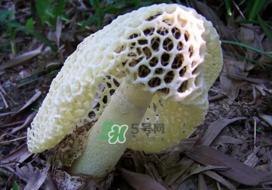 怎么去除竹蓀的怪味？如何去除竹蓀的異味