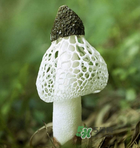 竹蓀什么樣的好？買竹蓀怎么挑選