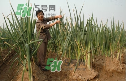 大蔥什么時(shí)候種植？大蔥什么時(shí)候上市