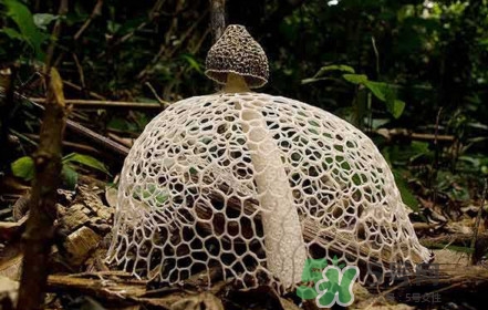 竹蓀黑色菌蓋能吃嗎？竹蓀食用禁忌是什么