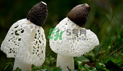 竹蓀黑色菌蓋能吃嗎？竹蓀食用禁忌是什么