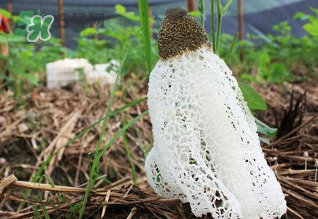 竹蓀怎么泡發(fā)？竹蓀怎么吃