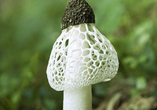 竹蓀什么季節(jié)最多？竹蓀不能和什么一起吃