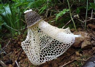 竹蓀適合哪些人吃？竹蓀什么人不能吃