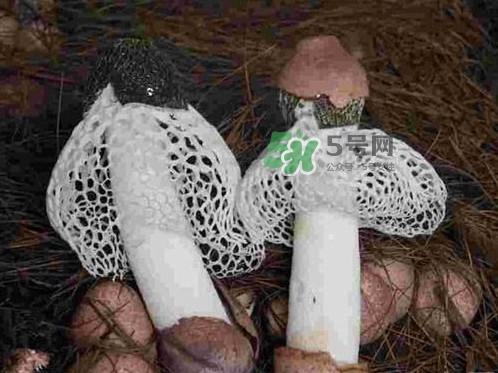 竹蓀是發(fā)物嗎？竹蓀是涼性的嗎