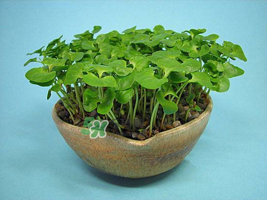 石榴怎么剝方便？怎么快速剝石榴？