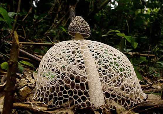 竹蓀黑色菌蓋能吃嗎？竹蓀食用禁忌是什么