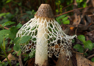 竹蓀有毒嗎？什么樣的竹蓀不能吃