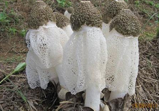 竹蓀什么樣的好？買竹蓀怎么挑選