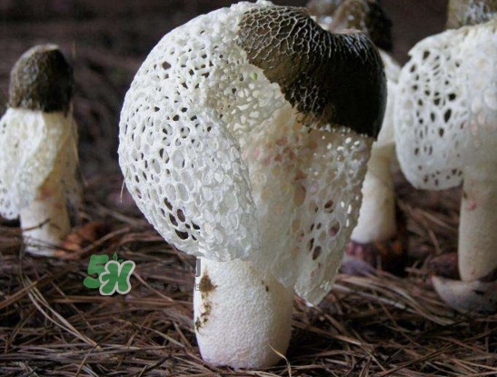 新鮮竹蓀怎么保存？干竹蓀怎么保存