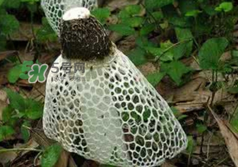 竹蓀怎么泡發(fā)？竹蓀怎么吃