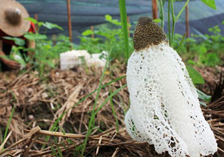 竹蓀怎么泡發(fā)？竹蓀怎么吃