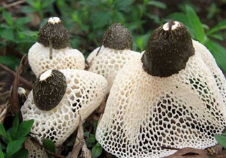 竹蓀是什么？竹蓀蛋是什么東西？