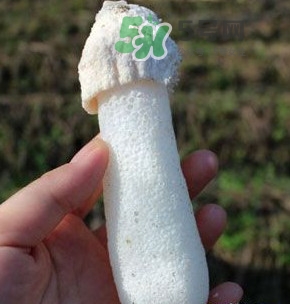 竹蓀什么樣的好？買竹蓀怎么挑選