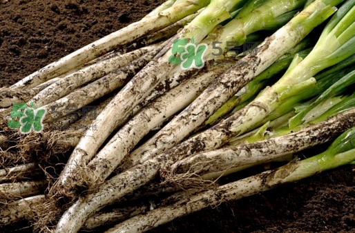 大蔥什么時(shí)候種植？大蔥什么時(shí)候上市