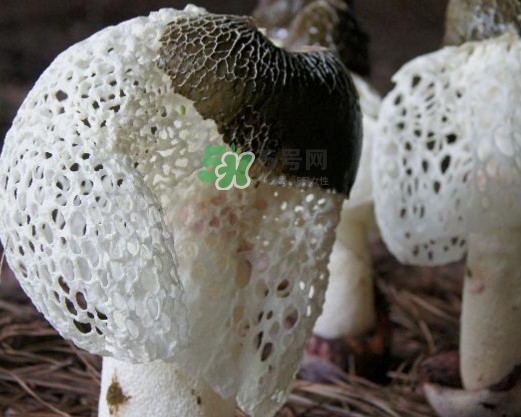 竹蓀有肥皂味正常嗎？竹蓀有酒味了還能吃嗎