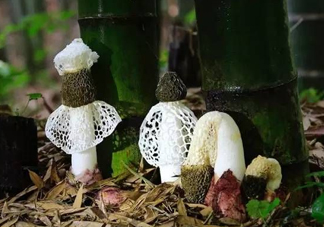 新鮮竹蓀怎么保存？干竹蓀怎么保存