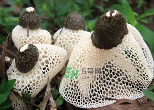 竹蓀是發(fā)物嗎？竹蓀是涼性的嗎