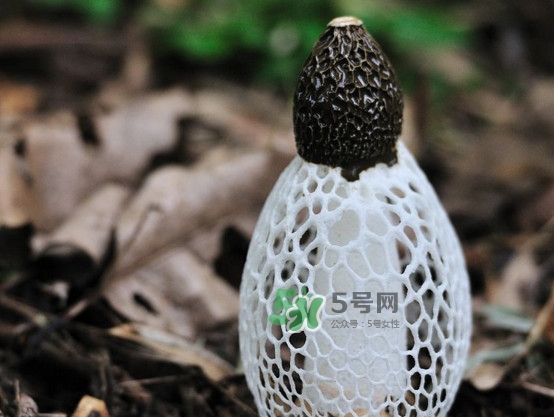 怎么去除竹蓀的怪味？如何去除竹蓀的異味