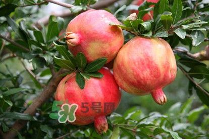 石榴不能和什么一起吃？石榴哪些人不能吃？