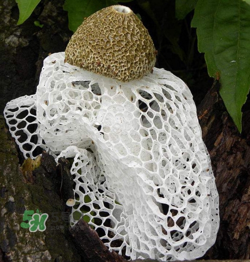 竹蓀什么季節(jié)最多？竹蓀不能和什么一起吃