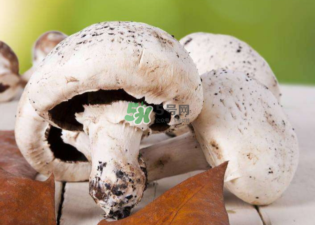 蘑菇變黑了還能吃嗎？蘑菇怎么保存？