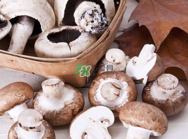 蘑菇變黑了還能吃嗎？蘑菇怎么保存？