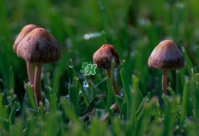 蘑菇中毒怎么辦？蘑菇中毒的癥狀